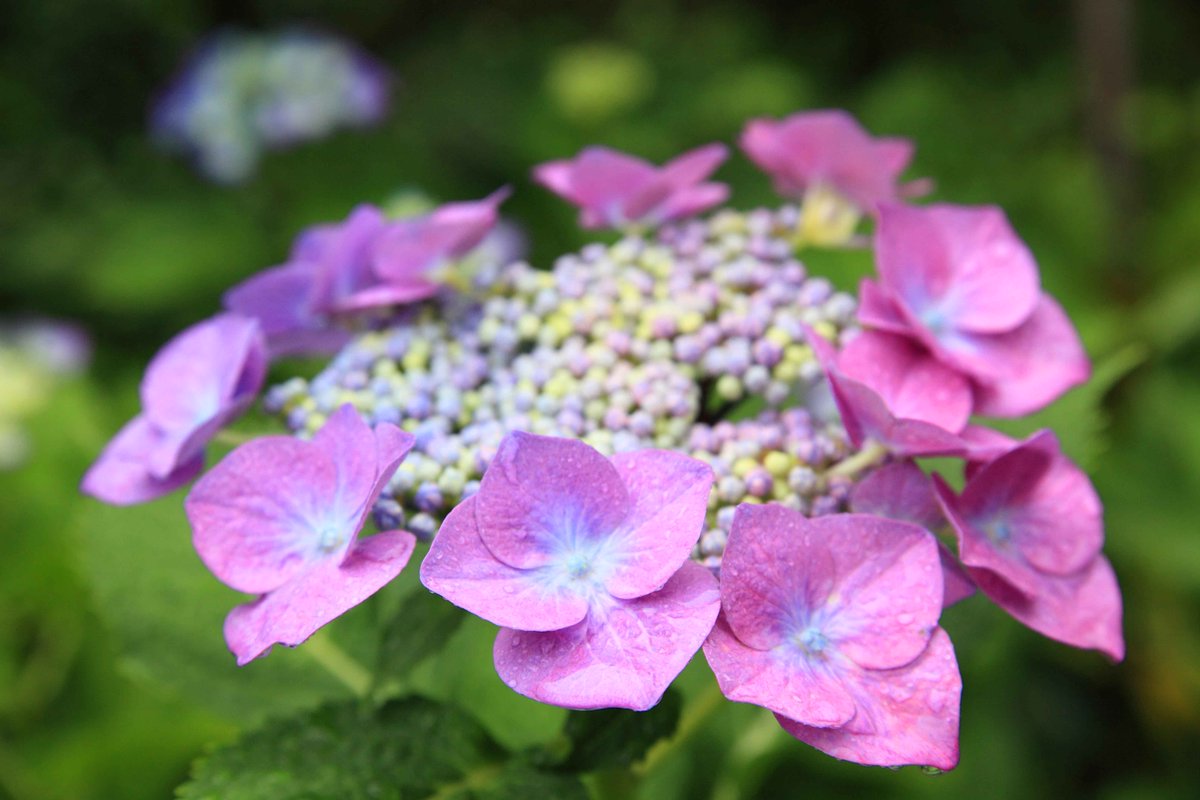 片柳弘史 降りしきる雨の中で ガクアジサイが美しい花を咲かせました 真ん中にある丸い粒々が本物の花で まわりの花は 装飾花 なのだそうです O Http T Co O5gggpdh2e