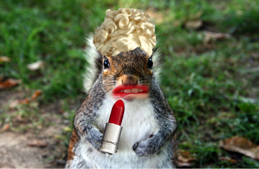 Image result for pretty squirrel