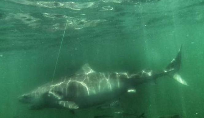 OCEARCH's tweet image. Tracking @ChessieShark: Giant #TigerShark, ‘Size Of A Great White,’ Swims Off Charleston bit.ly/1eSmX3U