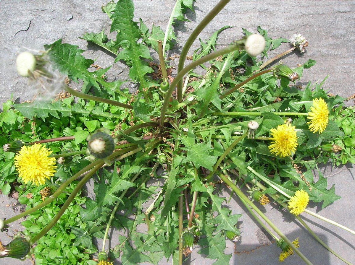 It's that time of the year!
youtu.be/i8NLsrTQn0g
#weedzapper #weeds #weedkiller #Memphis