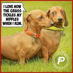 Cogitatorium's tweet photo. Millie always speaks her mind. @WomenGrow @typeatracey @ClickHole #potcoin #Potcards @P0tc0inQueen @potcoingirls #pot http://t.co/Zsh8QG62Is