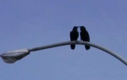 THEPEAK's tweet photo. "When Crows Attack" - conversations about lower mainland dive-bombers. Listener Steve sent this: "Attempted Murder." http://t.co/ivcTR3d1oi