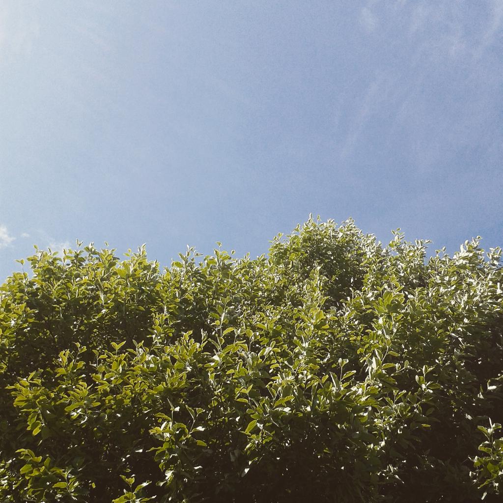 DigitalExposure's tweet photo. I wood make a pun about trees for yew but I'll leaf it for now. I'm stumped #summer #sun https://t.co/IfCkXjKTpj http://t.co/tUFKsl1rBU