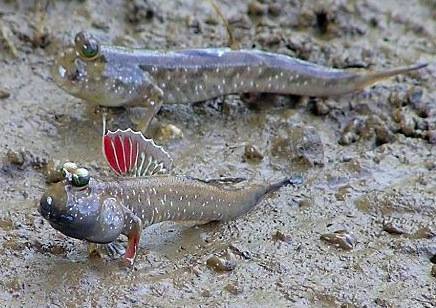 FRIDAY's FISH FACT: The mudskipper is a fish that spends most of its time out of water and can “walk” on its fins. …