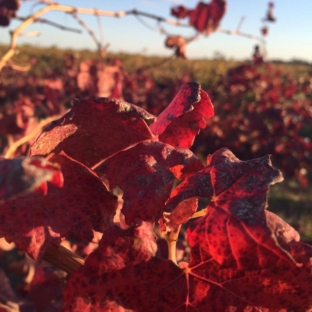 TaminickCellars's tweet photo. Join us this long weekend-food, live music, wine &amp; beers! Hot air balloons Saturday afternoon. #visitwangaratta http://t.co/5Y4nQOl6rn