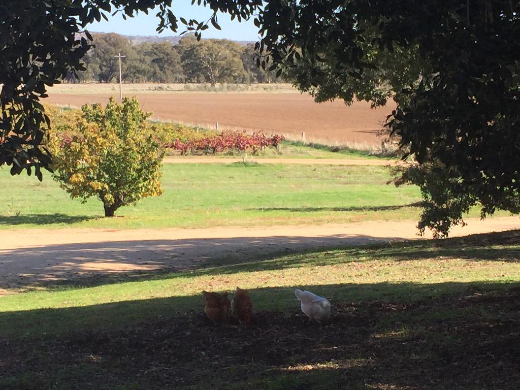 TaminickCellars's tweet photo. Join us this long weekend-food, live music, wine &amp; beers! Hot air balloons Saturday afternoon. #visitwangaratta http://t.co/5Y4nQOl6rn