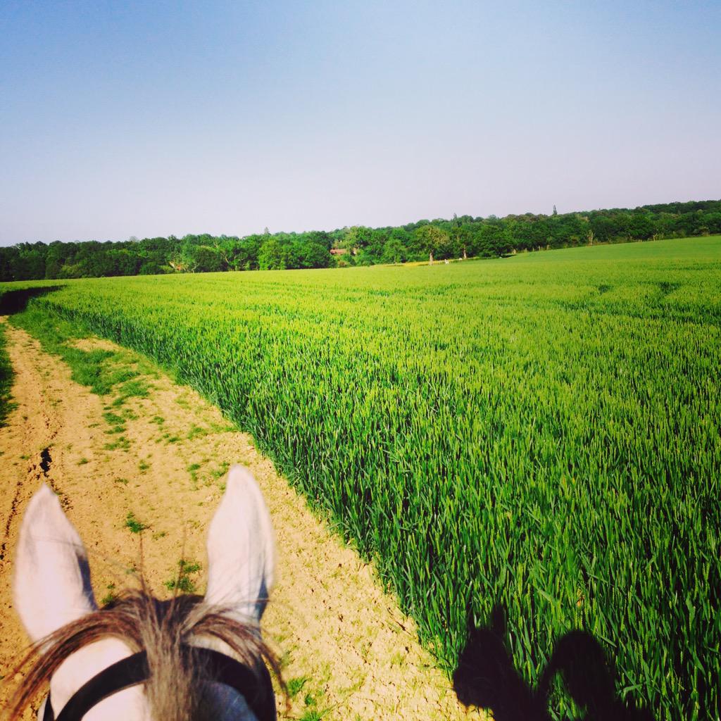 lydharris's tweet photo. Canter work with a view #tanningwhiletraining#eventing2015 http://t.co/ElWicwc8qH