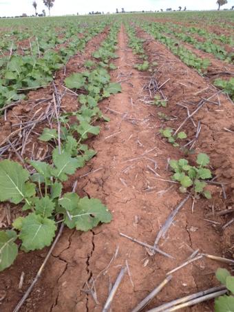 grassrootsag's tweet photo. Canola struggling due to soil compaction &amp; poor structure in sodic soils due to air cart wheels when wet #goCTF http://t.co/cz580Yu9eN
