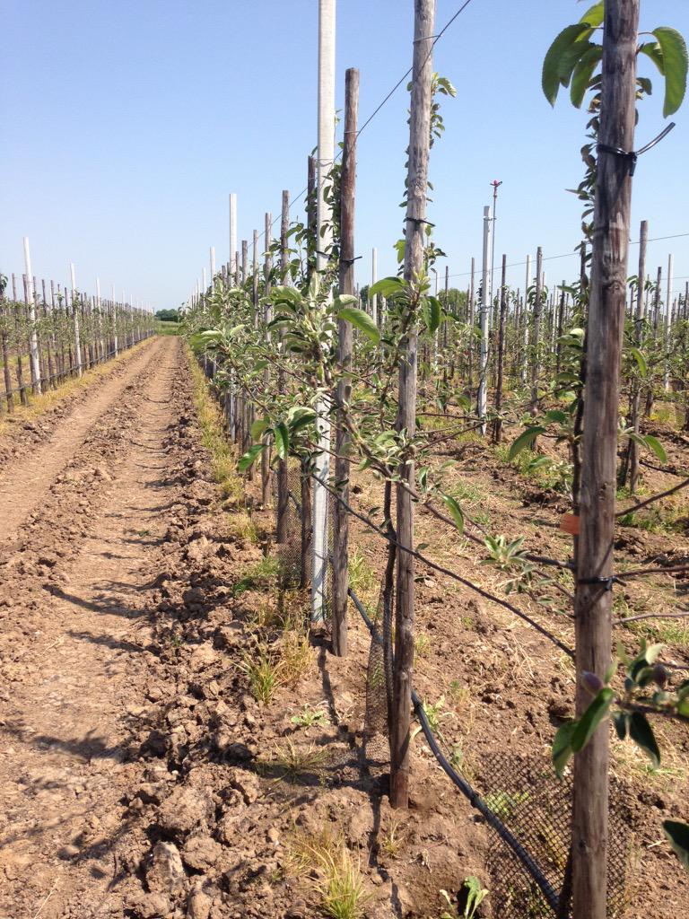 Al kleine Kanzi appeltjes aan de jonge bomen.
