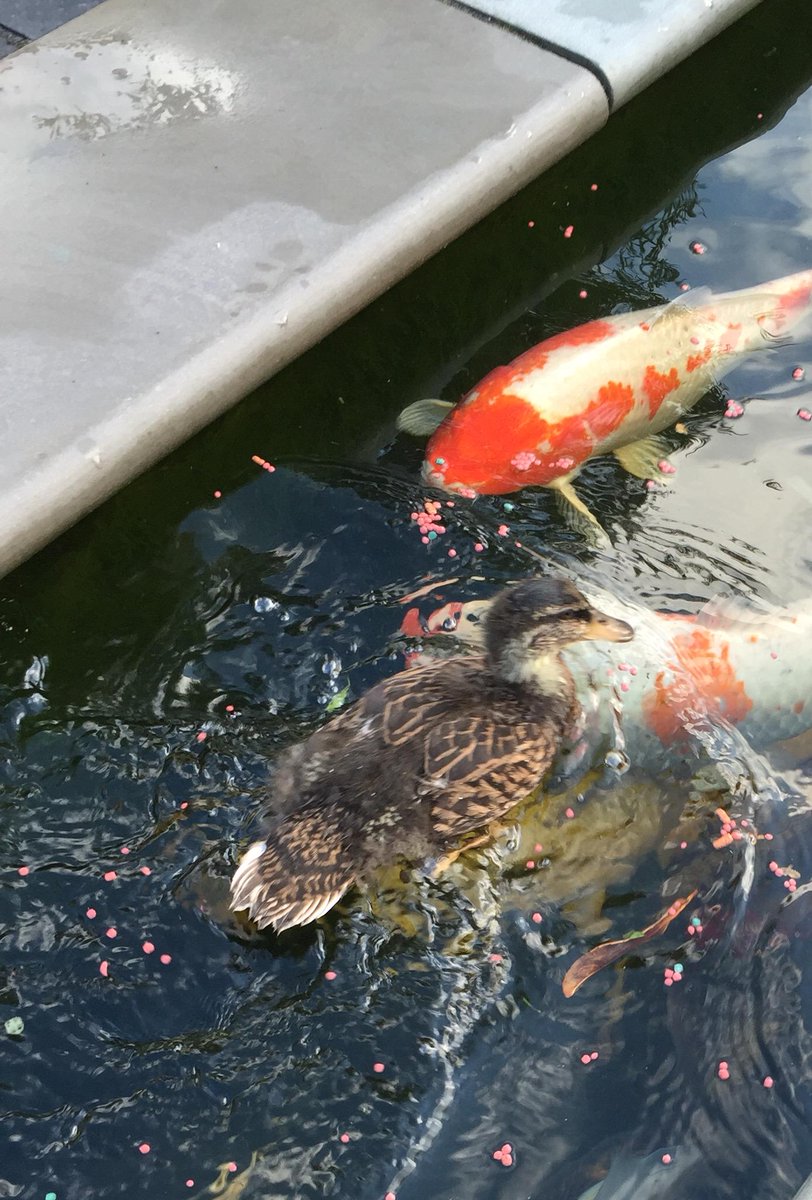 PancakeDuck's tweet photo. Dad it's a shark! http://t.co/98Uv3b9A0T