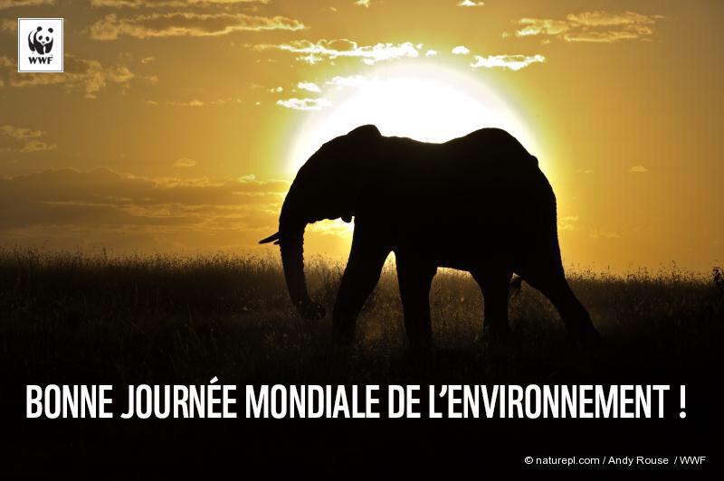 Journée mondiale de l'#environnement. Protégeons notre terre et chacun de ses êtres vivants: ils sont notre équilibre