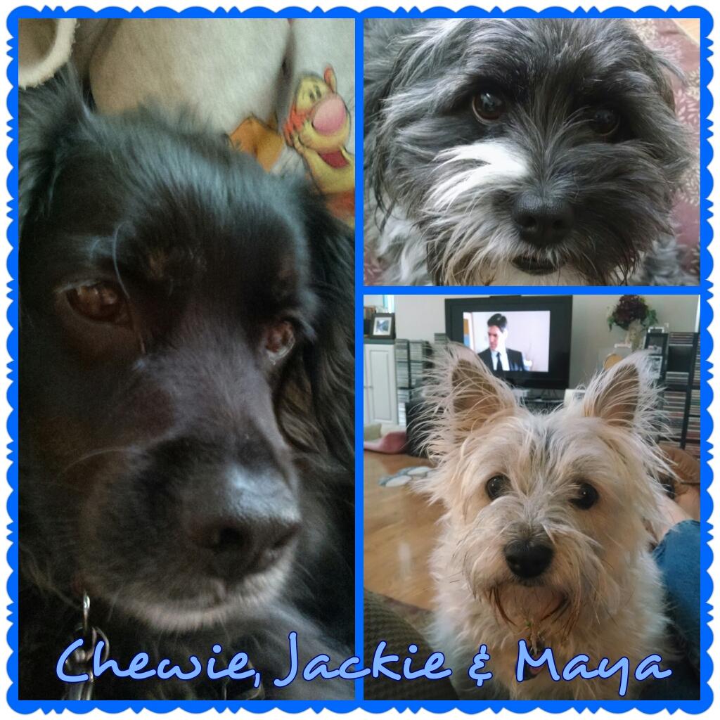  Happy Birthday, my friend! Chewie, Maya & Jackie send puppy kisses to their favorite Boba Fett! 