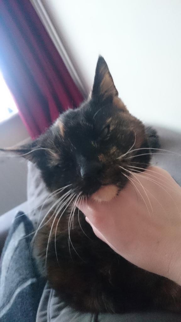 vm_moss's tweet photo. #fusstime for little lady #cookie http://t.co/cwpJwk2Qu3