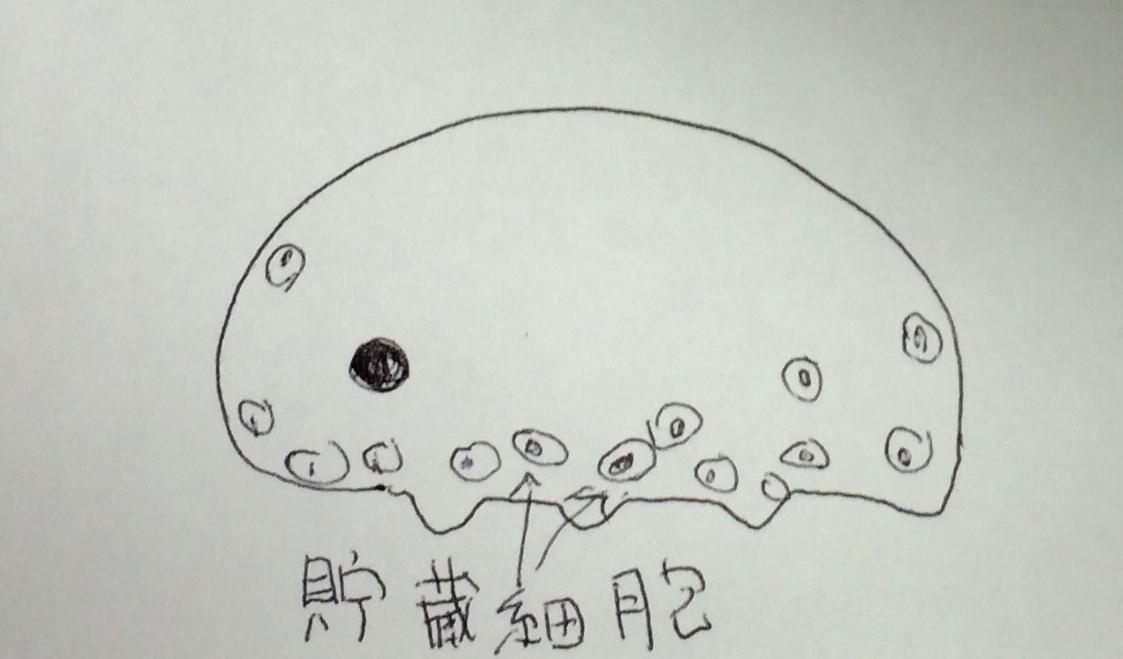 クマムシ博士 クマムシは小さいから循環器系 が必要なくて 体の中の器官は体液で満たされている ガスは体表から直接取り込む 器官のない体内のスキマ空間には貯蔵細胞がふわふわ と浮遊して行ったり来たりしながら遊んでいるように見える 即興イラスト参照