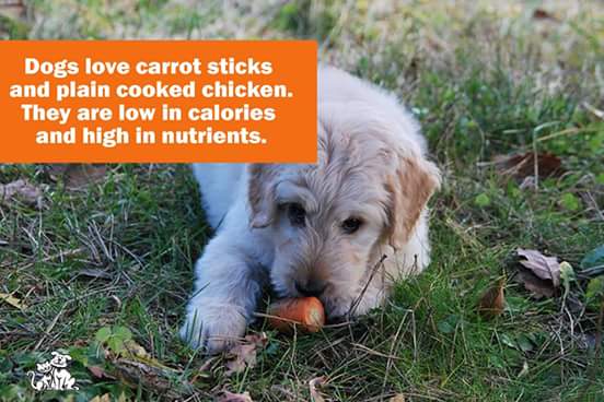 Gordon_Roberts2's tweet photo. Reward your doggy for good behaviour with healthy treat alternatives. http://t.co/kIsMjUlVUJ