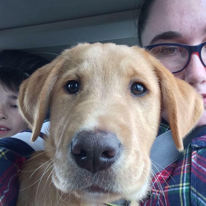 mycaninecompani's tweet photo. Zebedee selfie!!!!#futureautismservicedog #autismawareness http://t.co/JSOkLY1W3A