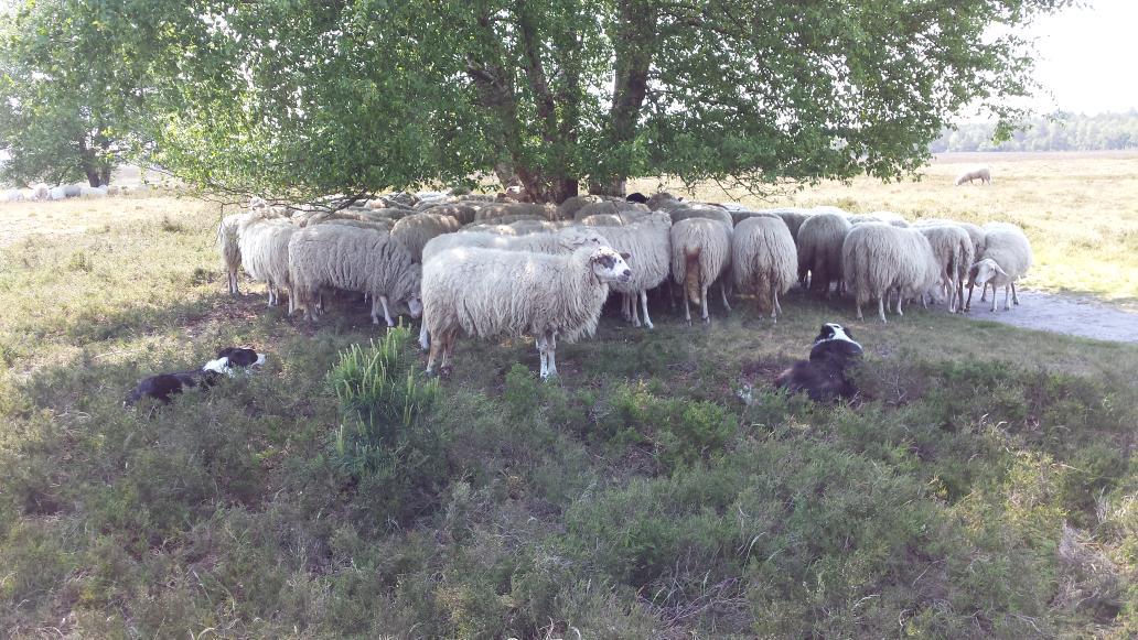 RT <a href="/kuddeheerdepe/">Kudde Epe/Heerde</a>: De parasol eerlijk delen