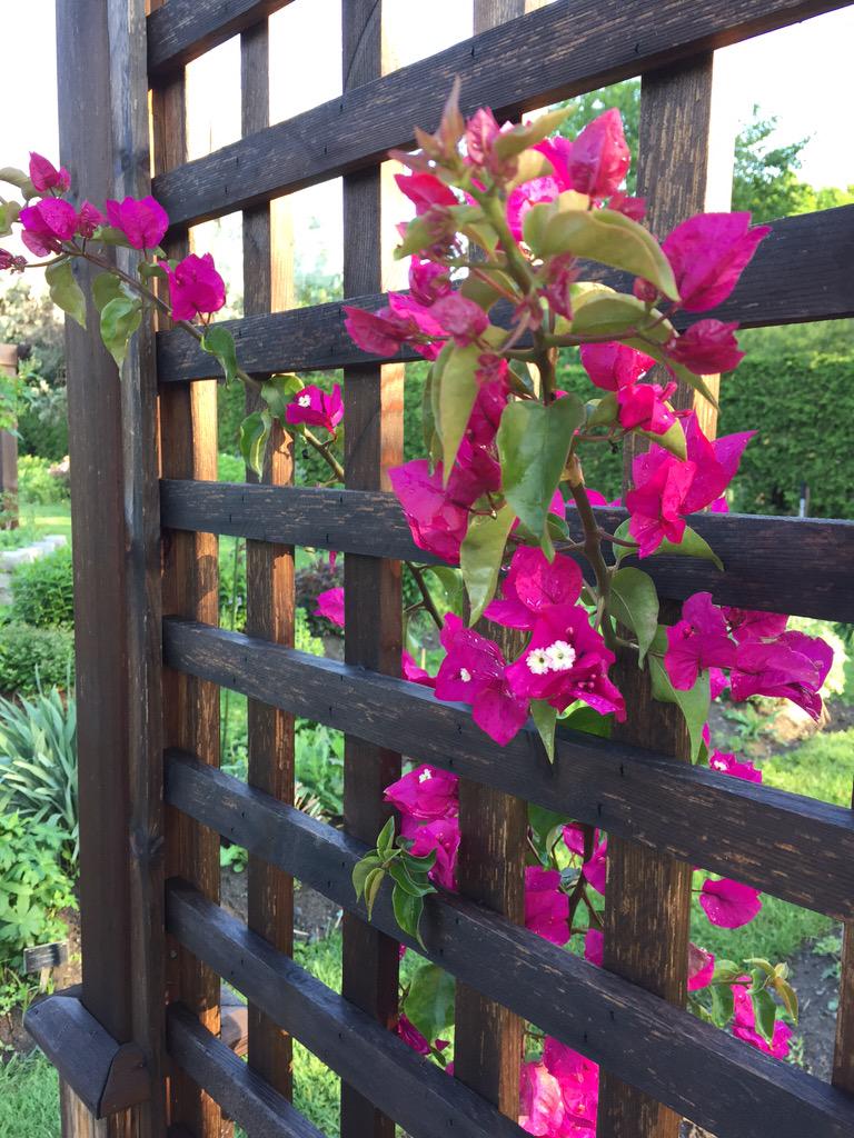 vidabarker's tweet photo. A fresh start to a new day filled with disovery #advlearn2015 #myadvlearn http://t.co/Rz2fWd4iwz