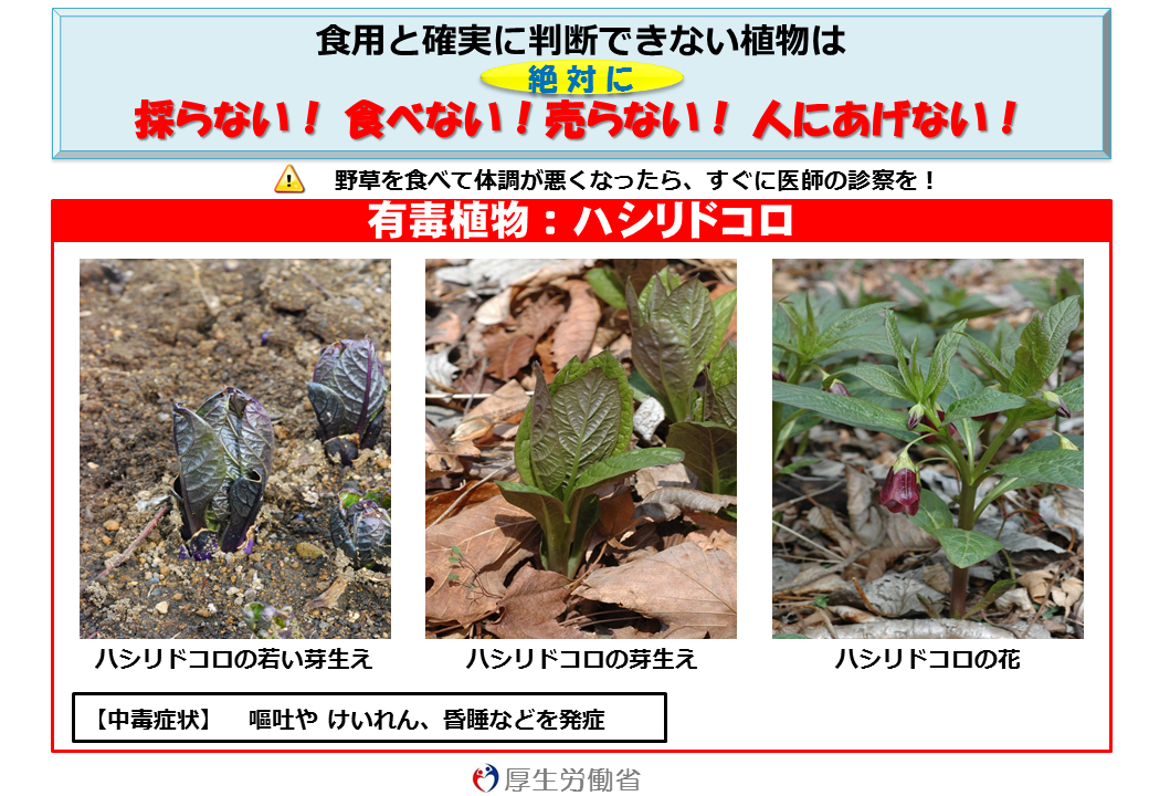 Twitter 上的 厚生労働省 食べないで 有毒植物 ハシリドコロ フキノトウ や ギボウシ と間違って食べることによる食中毒が発生しています 中毒症状は嘔吐 けいれん 昏睡など 詳しくは Http T Co Kjuluuviw4 Http T Co Oaqr0nggdc Twitter