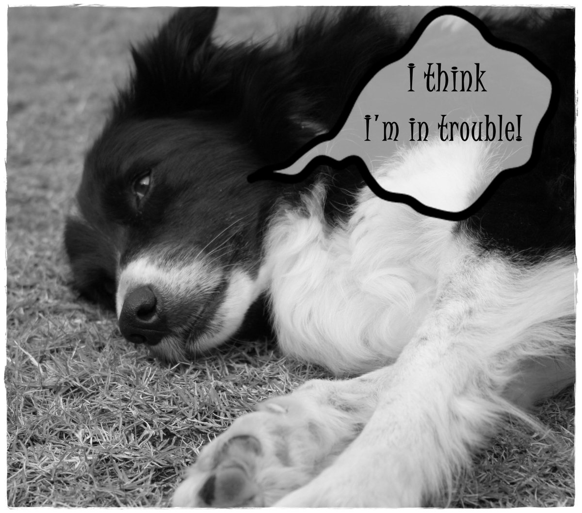 TonyGWriter's tweet image. @pennyschoice
Thanks for the following the old man, treats and chews they get me into trouble.
wp.me/p5TMu1-bP