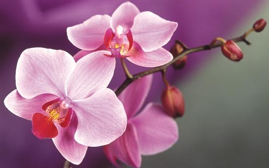 LWE_Hub's tweet image. How To Grow Orchids by @ANDYSTURGEON shar.es/12vmJA via @MyGardenSchool online#gardening courses