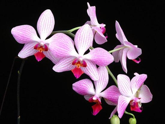 LWE_Hub's tweet image. How To Grow Orchids by @ANDYSTURGEON shar.es/12vmJA via @MyGardenSchool online#gardening courses