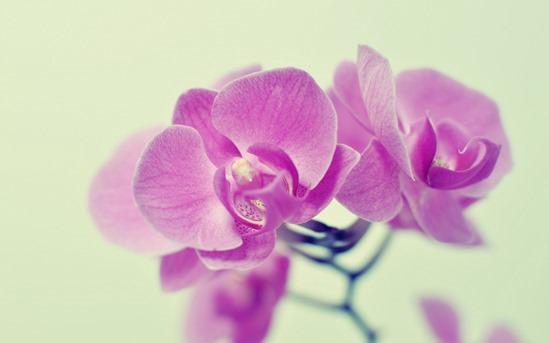 LWE_Hub's tweet image. How To Grow Orchids by @ANDYSTURGEON shar.es/12vmJA via @MyGardenSchool online#gardening courses