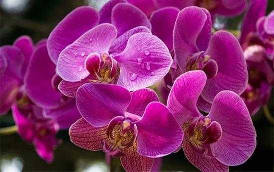 LWE_Hub's tweet image. How To Grow Orchids by @ANDYSTURGEON shar.es/12vmJA via @MyGardenSchool online#gardening courses