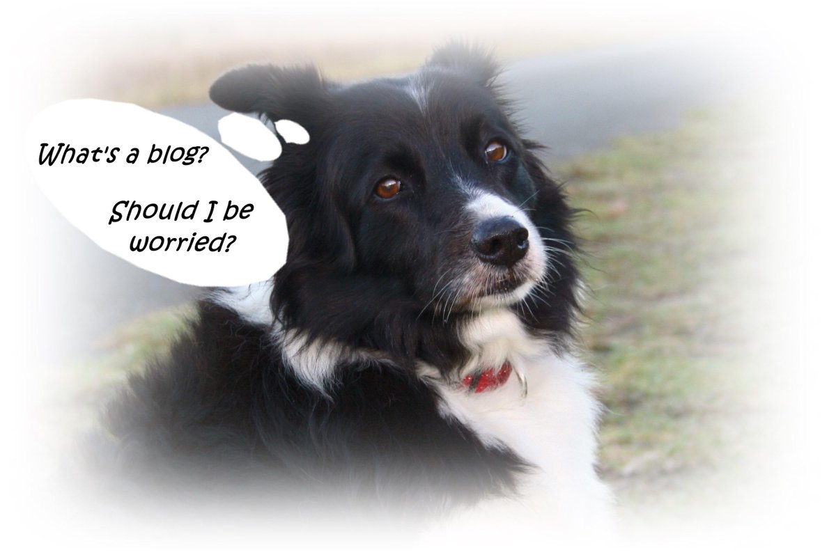 TonyGWriter's tweet image. @PickUpThatPoop 
Thanks for following the old man, always clears up after me. 
Whats a blog? wp.me/p5TMu1-9z