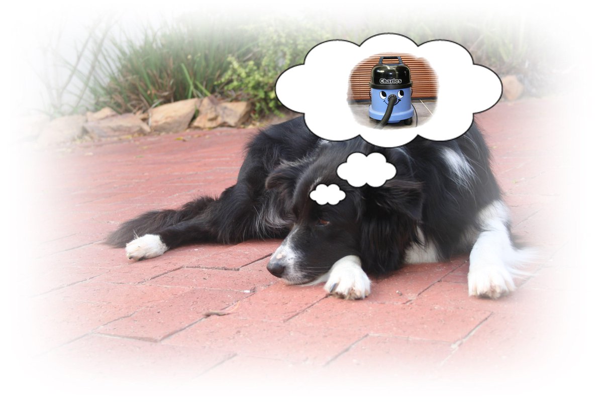 TonyGWriter's tweet image. #dogs #FridayFeeling 
Can't get that vacuum out of my mind!
Read why I hate Fridays:  wp.me/p5TMu1-6O