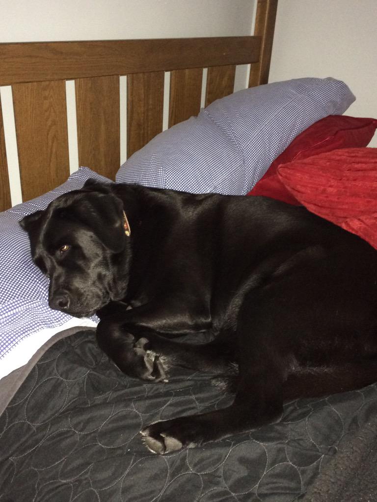 lorrainebowyer's tweet photo. This is what I do all day and this is where I do it. Right on @Naterade0 's  pillow. #mybestgirl #wagmorebarkless http://t.co/Xuqn0xZWoO