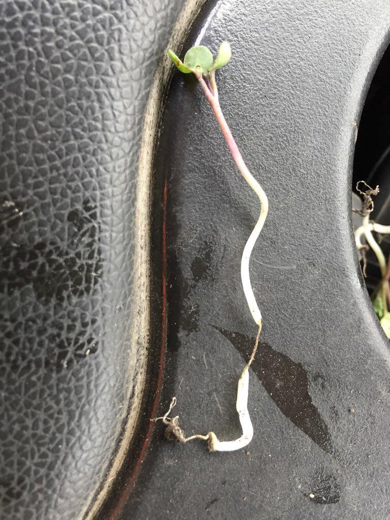 what is causing this deep seeded canola to do this on the lower stem? #plant15 #wstcdnag <a href="/canolacouncil/">Canola Council of Canada</a>