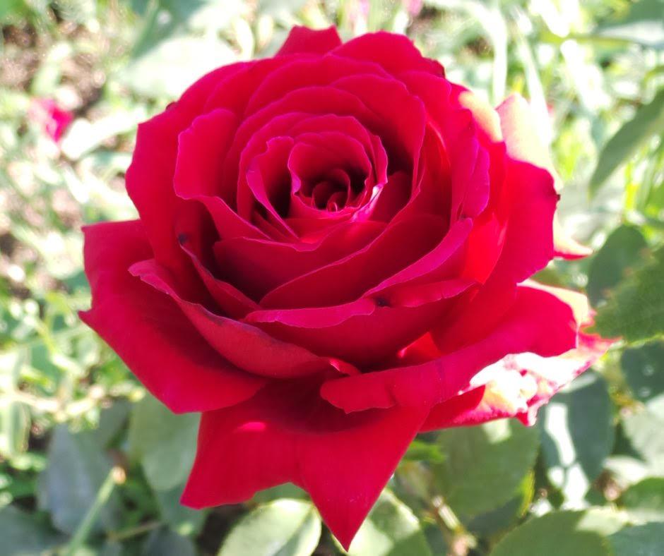 Turismoromaweb's tweet photo. Ancora pochi giorni per visitare il #Roseto di @roma e ammirare gli oltre 1100 tipi di rose http://t.co/sgzm1JIkTY http://t.co/YHE0fjdynb