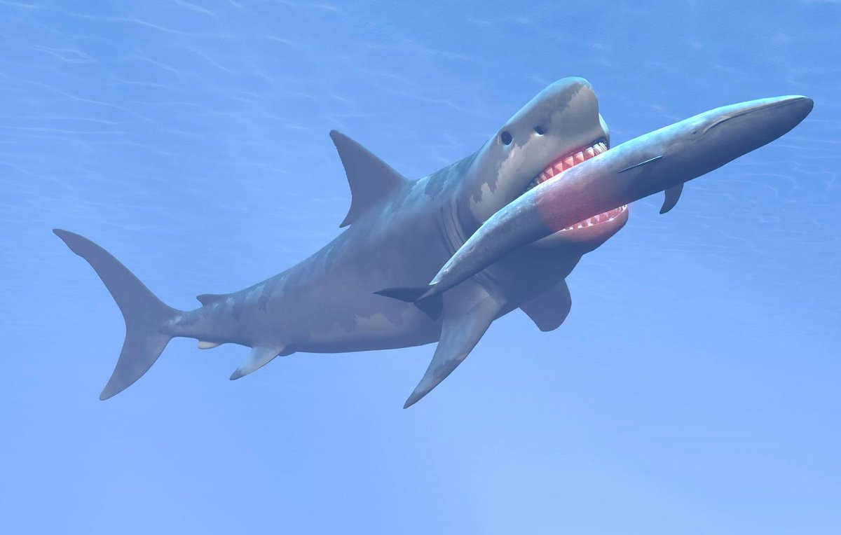 Newly discovered fossil: a whale ate another whale, and they were both eaten by a shark >> dsc.tv/NVpP5