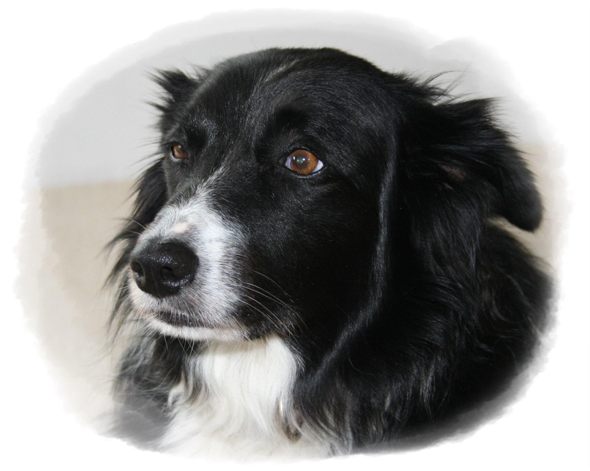 TonyGWriter's tweet image. NO CHANGES PLEASE!
A rescued border collie's desperate plea.
wp.me/p5TMu1-9i