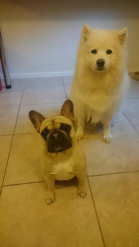FrenchieSweep's tweet photo. You: Photo. Us: Treat. #CheesePlease #FluffyFriend #ThisIsTakingAges http://t.co/2pWX66TKvG