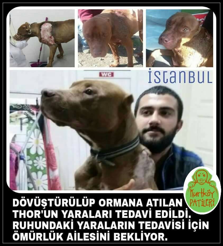 ACİL-THOR / İSTANBUL 
İletişim:0542 601 85 12
<a href="/HayvanOzgurlugu/">Hayvan Özgürlüğü</a> <a href="/lsdomicim/">Leman Sam</a> <a href="/YoncaEvcimik/">Yonca Evcimik</a> <a href="/tunaarman1/">tuna arman</a> @dundaragirseven
