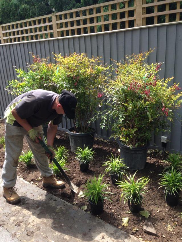 pauldracott's tweet image. Nandina domestica. One of my favourites! #anotherprojectdone