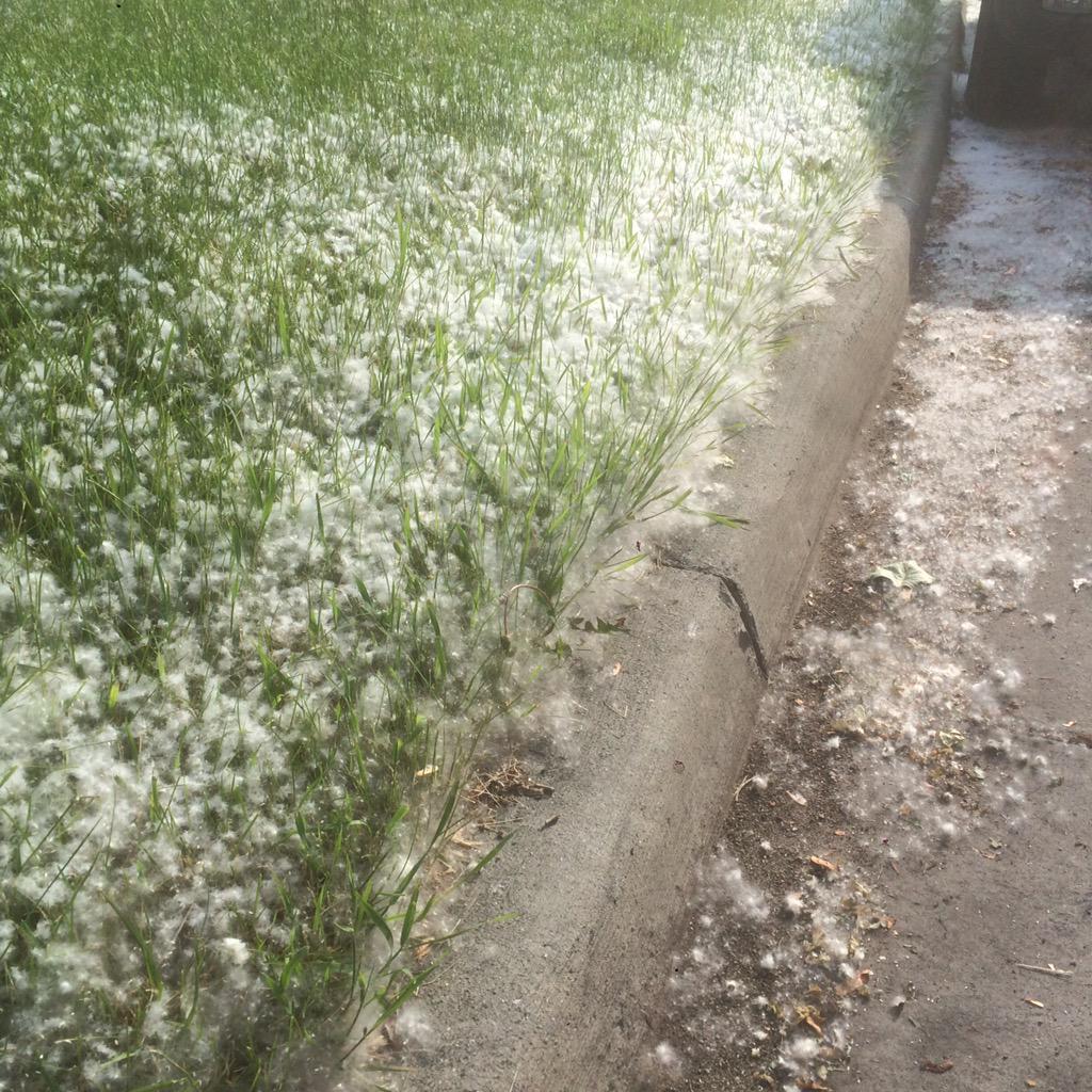 A2TreeFuzz's tweet image. This might be PEAK FUZZ?