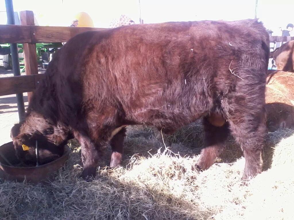 InfoShorthorn's tweet photo. SHORTHORN en Agroactiva
Visitenos en nuestro stand intitucional
Venta viernes 13/06
Cabaña Juan Luis de Mario Monti. http://t.co/GAiBsFkOcN