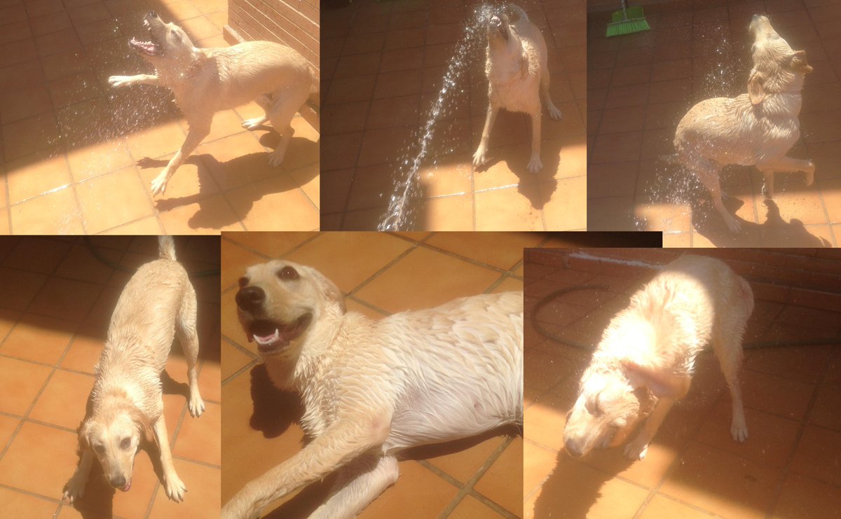 G4G_Revenant's tweet photo. Bañar a Tarja con este calor es más difícil que llegar a Challenger jugando con Korea xDDD No me deja :( http://t.co/sFAJhX5QCz