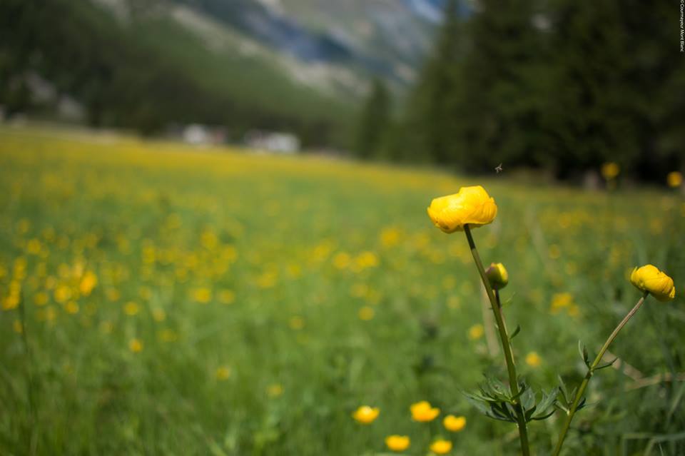 CourmayeurMontB's tweet image. #Spring15 in #Courmayeur La Val Veny
La bellezza dei villaggi tutto l'anno :D goo.gl/n1crCj