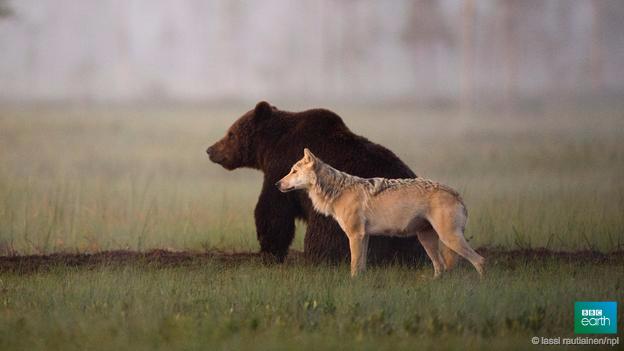 BBC Earth tweet media