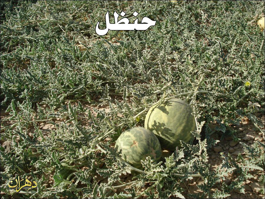 قدوتي خديجة Ar Twitter ومثل كلمة خبيثة كشجرة خبيثة اجتثت من فوق الأرض ما لها من قرار ابن عباس الشجرة الخبيثة هي شجرة الحنظل القرطبي Http T Co 644wmxgjmr