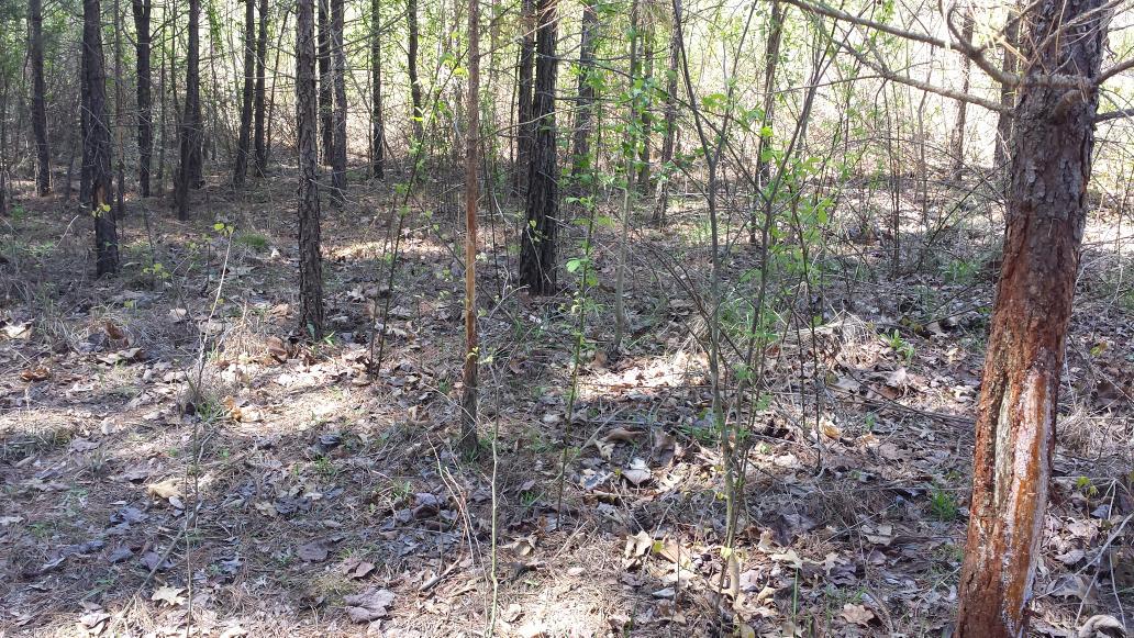 HuntressApril's tweet photo. Love seeing this when out walking the woods! #rubline #herebigboy http://t.co/o17bLspRj9