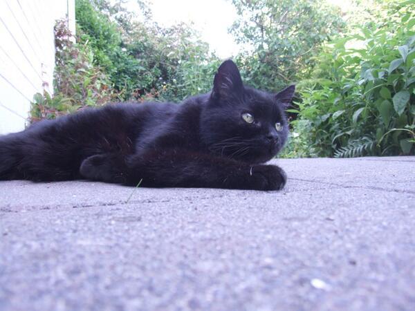 MYSADCAT's tweet photo. My cat is sad because he is imagining what it would be like to eat a fresh peach from a roadside stall in Tuscany. http://t.co/i5qbQPgoVP