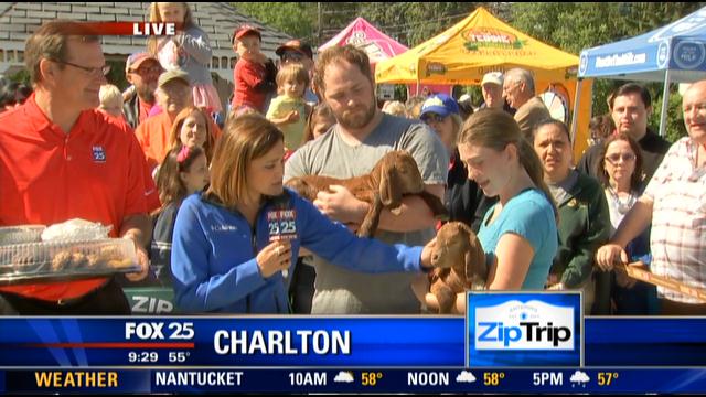 JulieGrauert's tweet photo. #matttheintern @MLeighton_ found twin goats in #charlton &amp; @sorbonified made them famous! @sara_underwood @fox25news http://t.co/Nsby6wlw7R