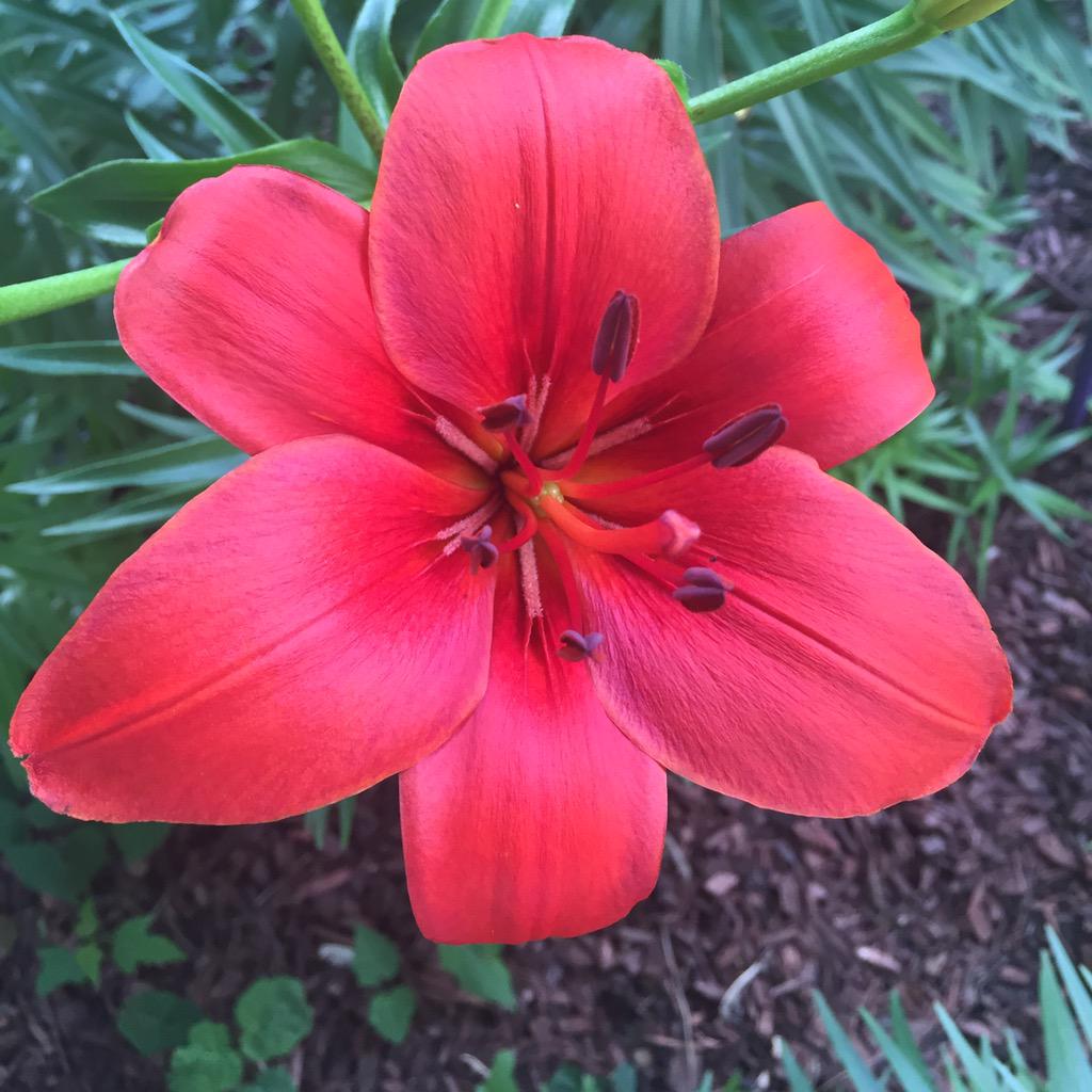 Chelsaloo93's tweet image. Day 4 #TLPhotoChallenge my lily (: