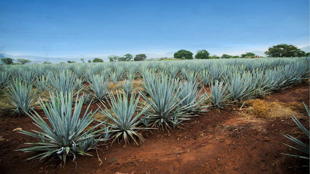 Eater's tweet image. Understanding mezcal and its amazing ascent eater.com/e/8498684?utm_…