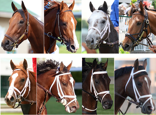 HRTVInsider's tweet photo. Get to know ALL the #BelmontStakes contenders here: http://t.co/C18KQm5boK http://t.co/NUNaygQv8X